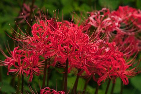 彼岸花 日文|彼岸花（ヒガンバナ）ってどんな花？別名や赤・黄色。